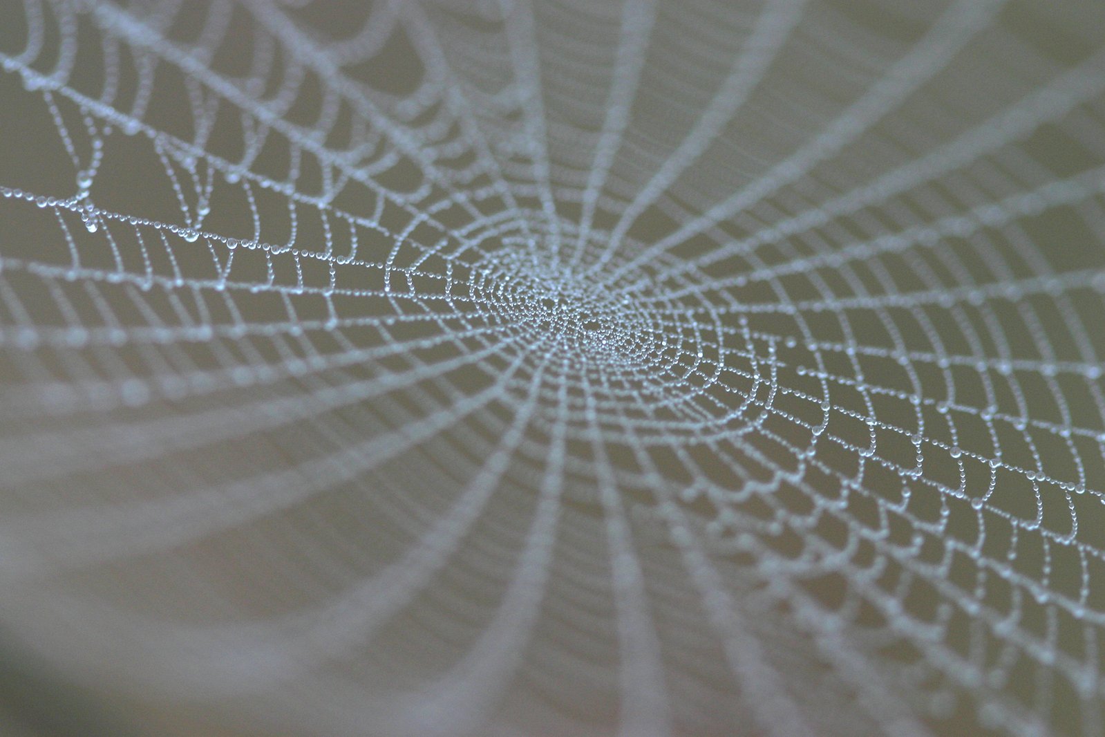 The Future of Fabric is Super-Strong Spider Silk