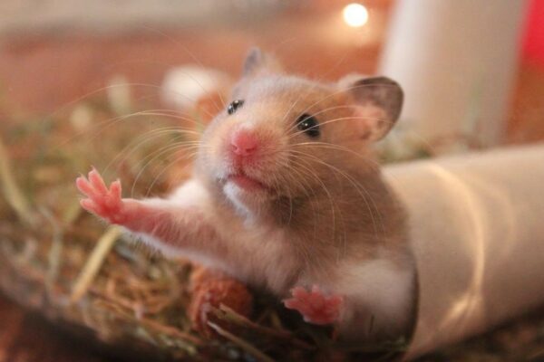 Picture: Hamster